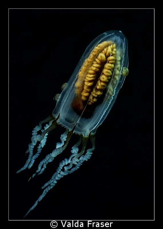 A type of jellyfish, complete with a few tick-like hitch-... by Valda Fraser 