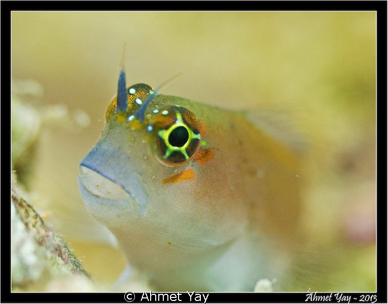 Portrait of a blenny....
Canon 600D - Canon 60 mm - 2xYS... by Ahmet Yay 