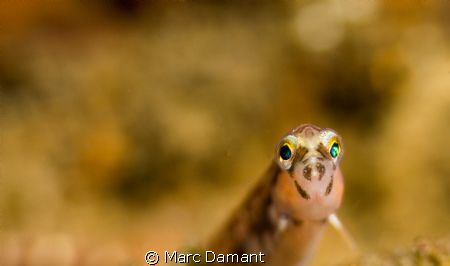 A Baby Long Fin Gunnel 
This little guy is only 1.5 inch... by Marc Damant 