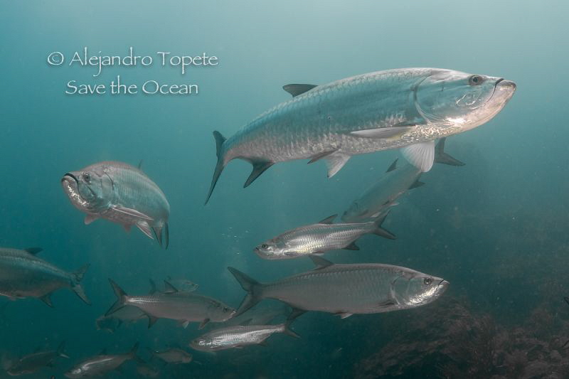Tarpon's in Xcalac, Xcalac Mexico by Alejandro Topete 