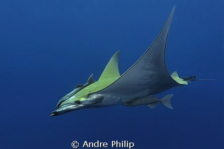 Beauty in the blue - a atlantic mobula on the azores by Andre Philip 