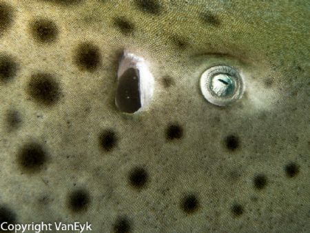 Leopard shark eye detail - it swam less than a foot from ... by Bill Van Eyk 