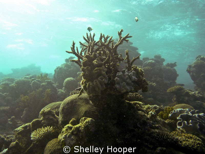Hard corals at Great Barrier Reef, Cairns, Australia. by Shelley Hooper 