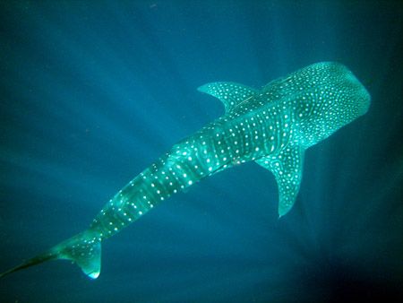 Whale shark. Davy Jones' Locker, Koh Tao - Thailand. On o... by Charlott Ragnarsson 
