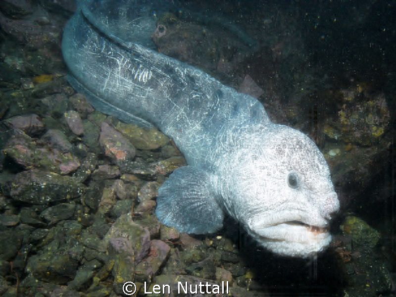 Wolf Eel..My sea andn sea DGX-1 was crapping out.. Took a... by Len Nuttall 