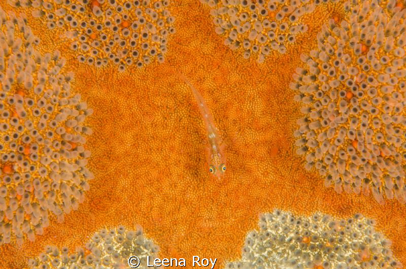 goby on cushion star by Leena Roy 