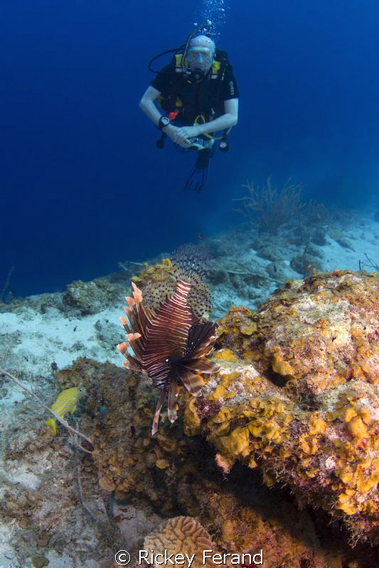 WA of a Lionfish and Diver - Tugboat, Curacao by Rickey Ferand 