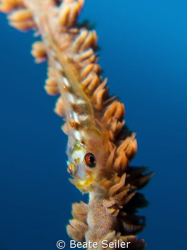 small blenny by Beate Seiler 