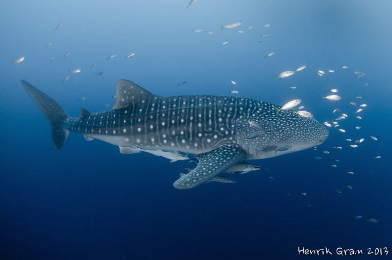 Whale Shark, Papua by Henrik Gram Rasmussen 