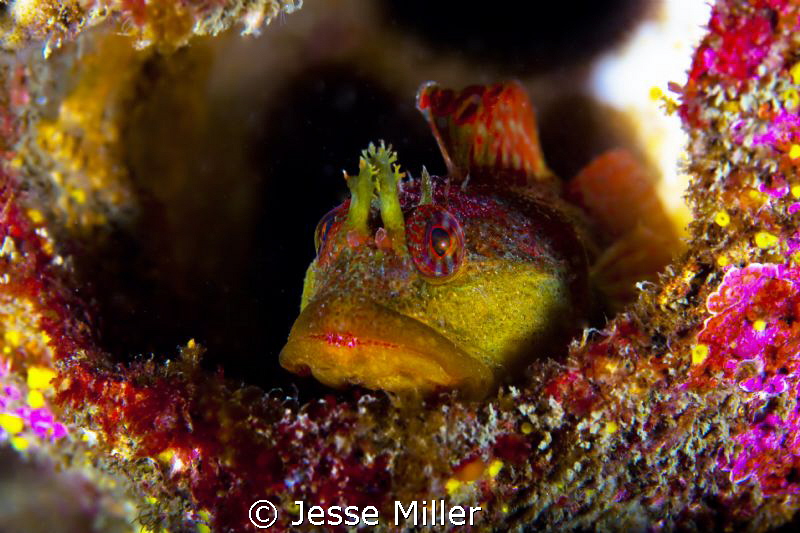 Who says Washington State diving is not colorful :-) by Jesse Miller 