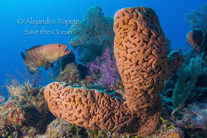 Sponge and snapper Gardens of the Queen Cuba by Alejandro Topete 