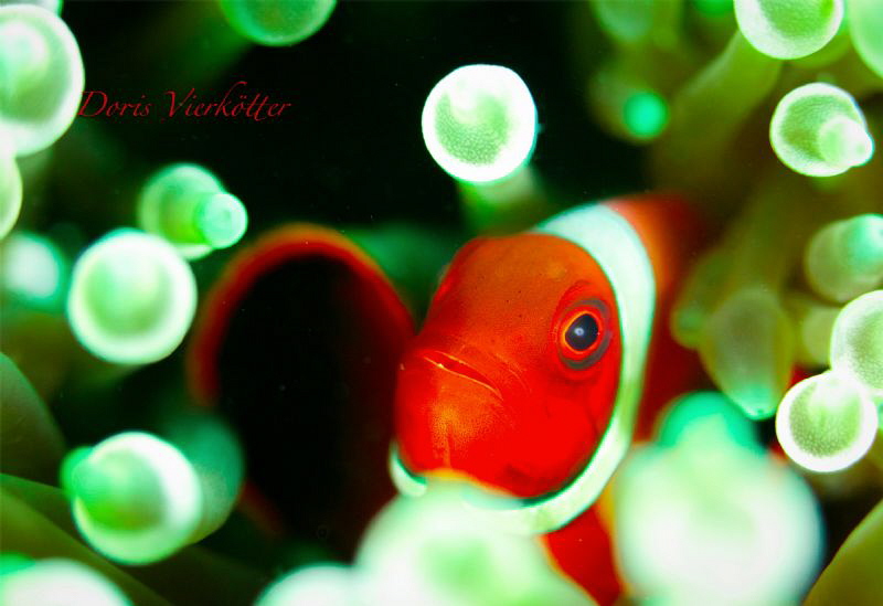 Anemonefish red by Doris Vierkötter 