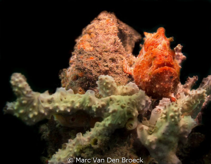 red frogfish by Marc Van Den Broeck 