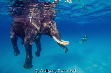 This is Rajan, the probably most famous Elephant on this ... by Wolfgang Zwicknagl 
