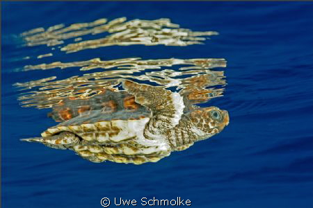 Turtle and reflection -
 
Have fun watching. by Uwe Schmolke 