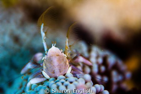 Porcelain Crab hiding in a white anemone. by Sharon English 