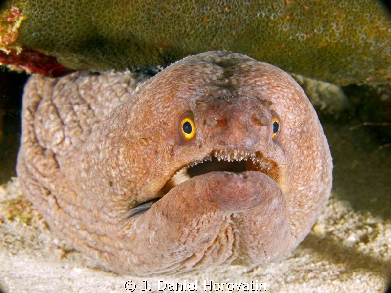 I need help identifying the type of moray eel captured in... by J. Daniel Horovatin 