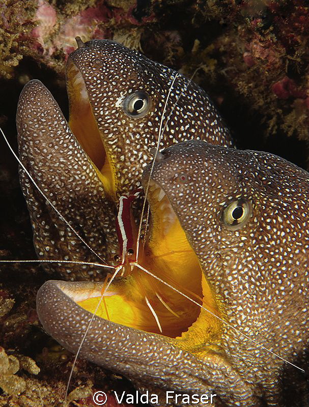 A pair of yellow-mouthed moray eels. by Valda Fraser 