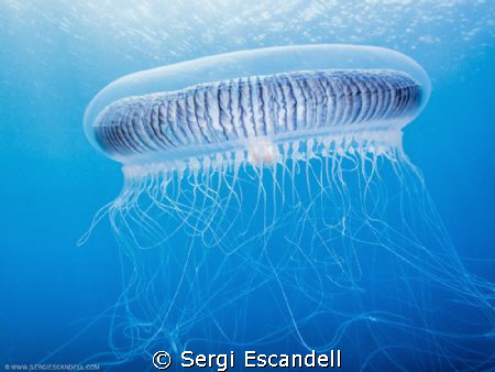 Atlantic Jelly in the Mediterranean sea by Sergi Escandell 