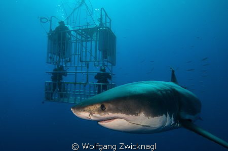 Guadalupe Island is definitly the best place on earth to ... by Wolfgang Zwicknagl 