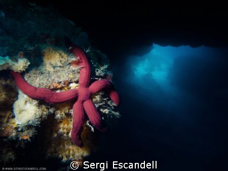 Sea Star Home by Sergi Escandell 