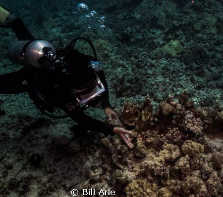 Dive leader trying to tease out an octopus by Bill Arle 