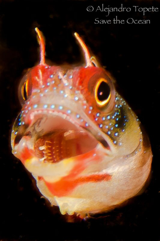 Blenny singing, Acapulco Mexico by Alejandro Topete 