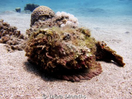 Fluffy stonefish on the sand by Laura Dinraths 