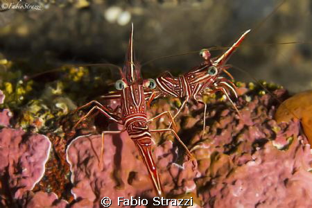 Two cleaning shrimps
Canon 60d with Canon 100mm by Fabio Strazzi 