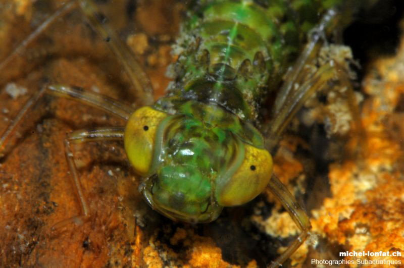 Details of the head of the Larva of a Dragonfly... :O)... by Michel Lonfat 