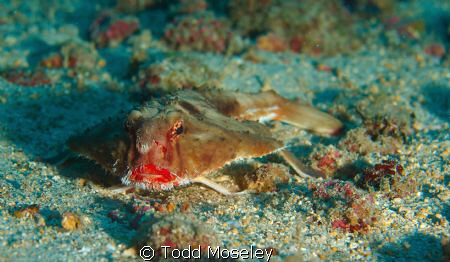 Red Lipped Batfish. Dive guide didn't want us to get clos... by Todd Moseley 