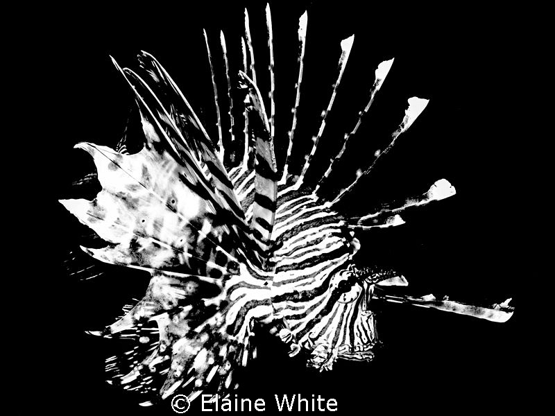 Lion fish converted to black & white in Lightroom by Elaine White 