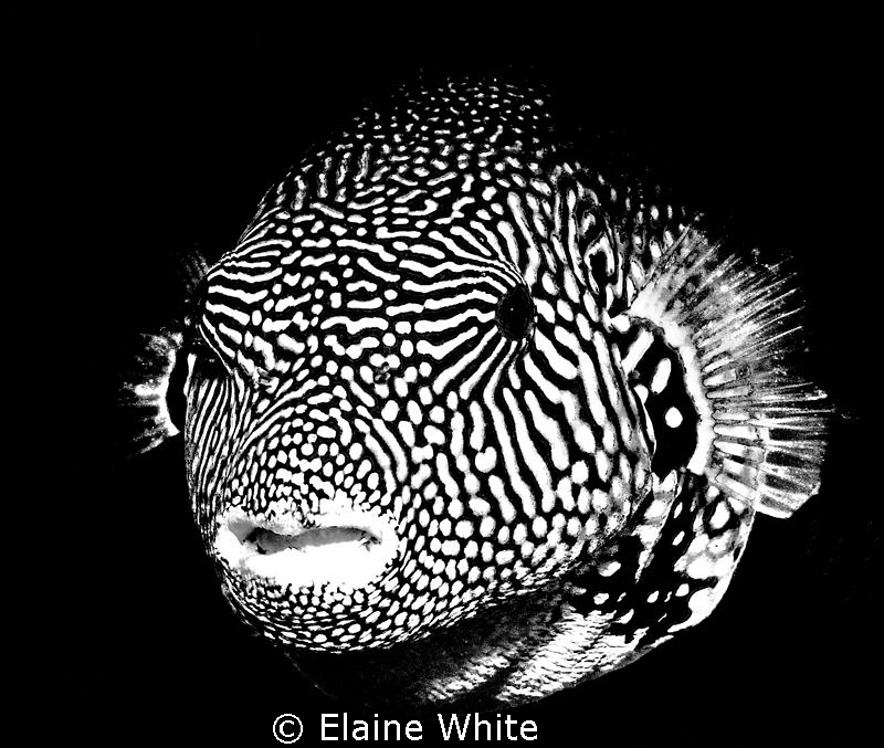 Puffer fish converted to black & white in Lighgtroom.
La... by Elaine White 