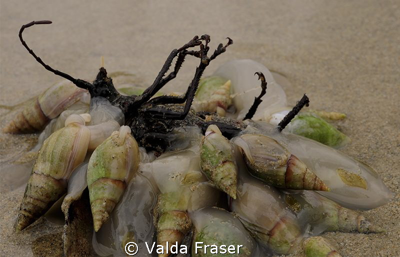 A funeral feast - whelks feeding on a dead insect.  Walki... by Valda Fraser 