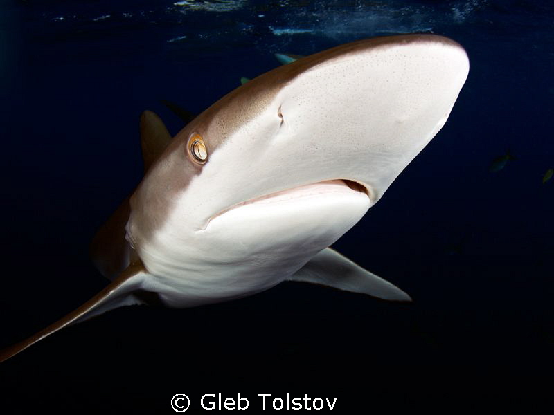 Silky shark by Gleb Tolstov 