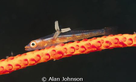 a whip coral Goby with parasite , taken in Lembeh Sulawesi by Alan Johnson 