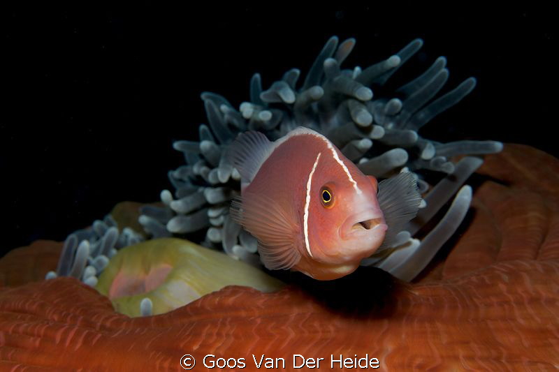 Skunk Anemonefish defending his anemone by Goos Van Der Heide 