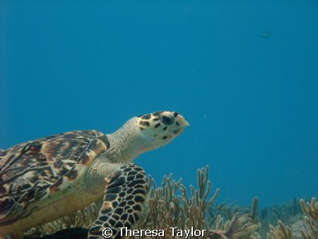 Posing turtle by Theresa Taylor 