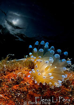 Small nudibranch with sunlight by Elena Li Pera 