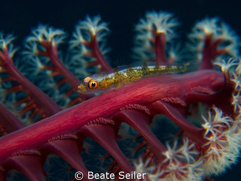 small goby on a seapen by Beate Seiler 
