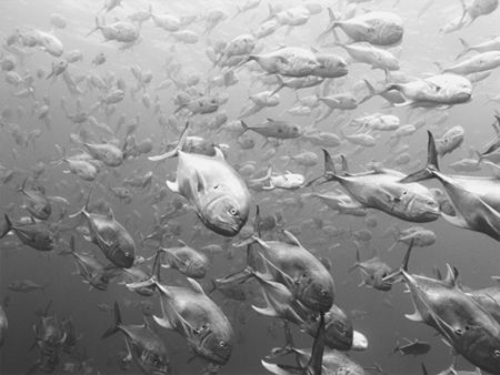 Crevalle jacks at Gladeen Spit on The Belize Barrier Reef by Martin Spragg 