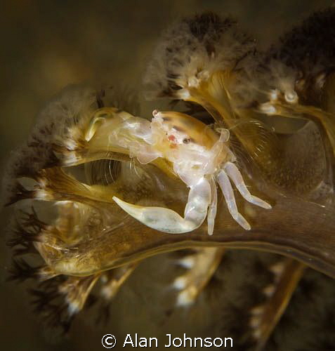 baby porcelain crab fishing from the top of a sea pen by Alan Johnson 