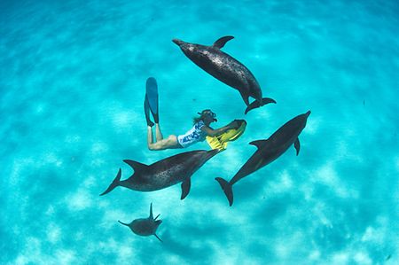 Dolphins at play. Bahamas
D2x by Rand Mcmeins 