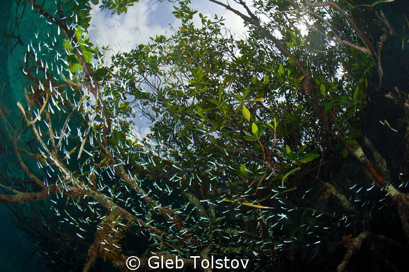 Mangrove forest by Gleb Tolstov 
