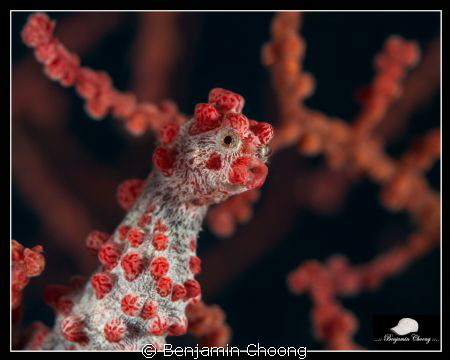 Pygmy Seahorse -Hippocampos Bargibanti

Canon Powershot... by Benjamin Choong 