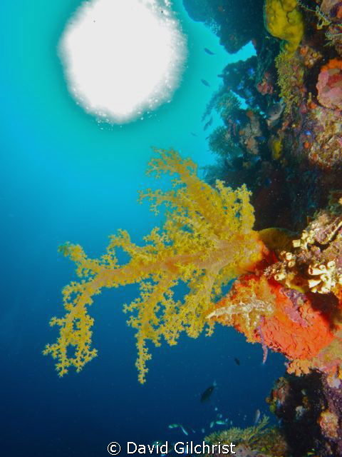 Yellow Soft Coral, Truk Lagoon by David Gilchrist 