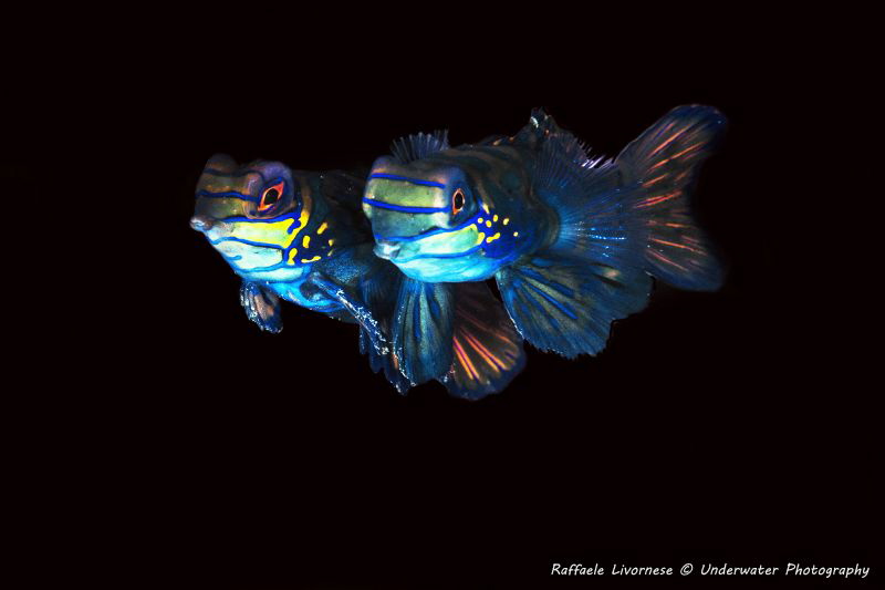 Couple of Mandarin fishes by Raffaele Livornese 