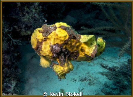Long Lure Frog Fish takes flight ! by Kevin Stokell 