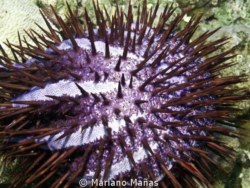Acanthaster planci
crown-of-thorns starfish by Mariano Mañas 