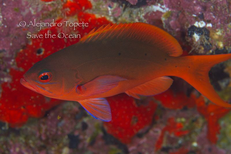 Red Fish, Isla de Coco Costa Rica by Alejandro Topete 